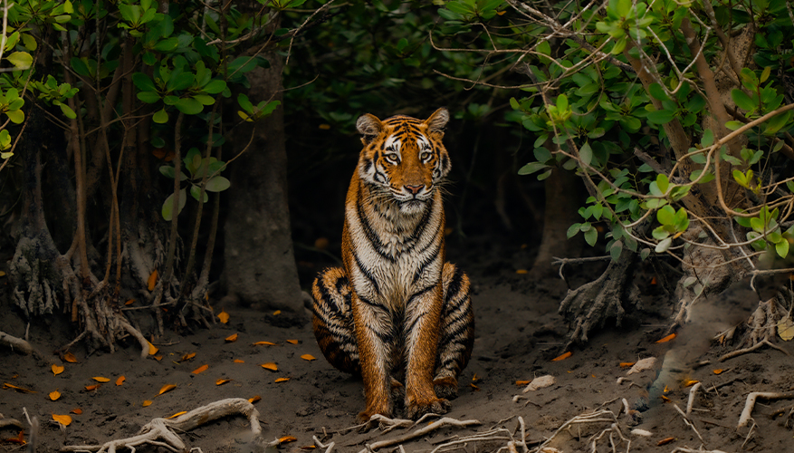 Bengal Tiger, The Sundarbans